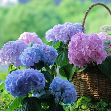⭐️繡球花種子 多年生無盡夏繡球種籽 易爆盆四季開花不斷 易活好養 室內外陽台盆栽庭院造景觀賞花卉種子
