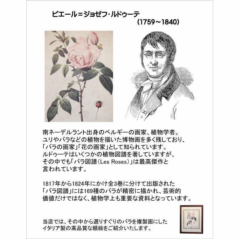 イタリア 額絵 アートフレーム ローズ 油絵風加工 FAL-4362W（額