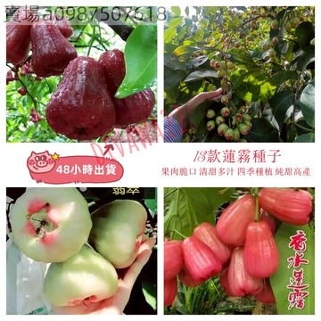 12h出貨  蓮霧種子（50粒）  黑金剛蓮霧香水蓮霧芭比蓮霧庭院蔬果種子 四季播種 小院種植純甜水果種子