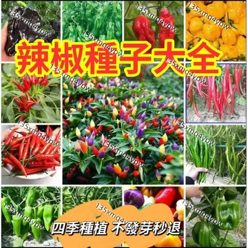 現貨 辣椒種子大全 （100粒）四季薄皮霸王椒種子 五彩辣椒 辣帝1號尖椒 四季陽台庭庭院盆栽 蔬菜種子 發芽率99%
