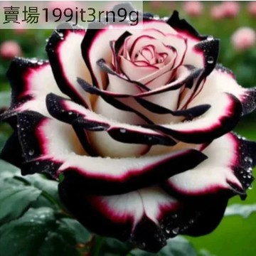 現貨 波點玫瑰種子（250粒）新品種 玫瑰花種子 四季开花 月季七彩玫瑰花苗種子室內外盆栽綠植花卉易活好養