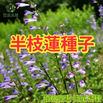 半枝蓮 松葉牡丹 重瓣混合色 好光性 耐旱易種 陽台花海 夏日爆開 台灣氣候適合 四季可種