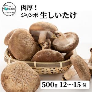 ふるさと納税 ［おためしパック］生しいたけ 肉厚500ｇ （肉厚椎茸12〜15個）ジャンボ手のひらサイズ  焼山しいたけ園 椎茸 糸魚川  新潟県糸魚川市