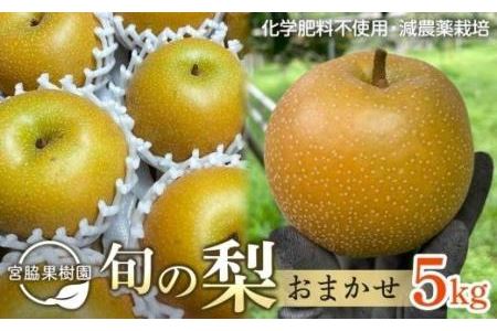 旬の梨おまかせ5kg・6-14玉（自家製有機肥料・減農薬・化学肥料無使用）