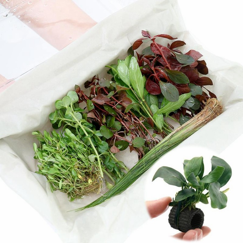 特別セール品 チャーム charm 店 水草 ライフマルチ 茶 おまかせ水草１種 水中葉 無農薬 ３個