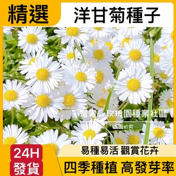 現貨【洋甘菊種子】（500粒）洋甘菊 小雛菊 菊花 新手易種 四季種植 當年開花 開花不斷 庭院陽臺盆栽植物 花卉種子