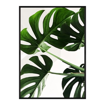 神采飛揚 龜背竹 掛畫  30 x 40cm  黑色