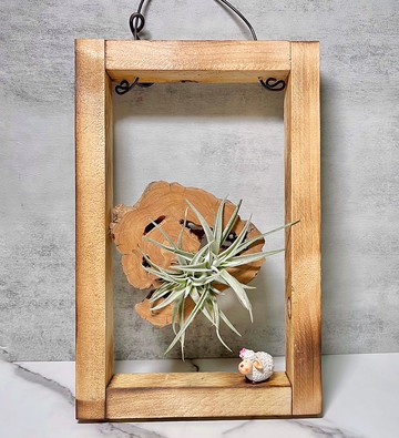 【松木與漂流木】野地荊棘| 空氣鳳梨。空氣鐵蘭 | 童趣系列