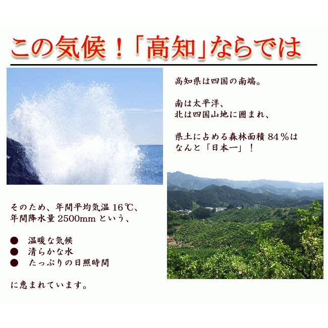 野菜セット たまご 同梱可 とれたて野菜 ８種類セット 高知産 レシピ・追加機能 送料無料 [Qv10] 詰め合わせ クール便 新鮮 葉物 根菜 香味