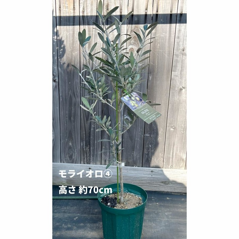 ☆美品☆【超希少カラー】　Gloverall　MONTY　オリーブ 小倉園 オリーブ・モライオロ 6号鉢 オリーブの木 鉢植え 庭木