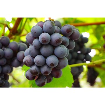 苗栗旅遊｜尋著名人足跡去旅行.三屆總統到訪葡萄.皇太子蒞臨百年古典洋式造橋驛.品嘗名人必訪客家菜一日｜大人囝仔-24TMMLICEL