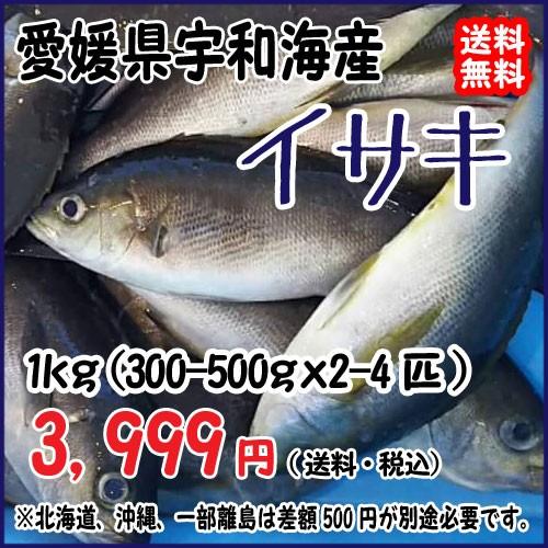 愛媛 イサキ 300-500gサイズ 2-4匹 1kg原体分 刺身 煮魚 焼魚 干物 下処理済み 送料無料 宇和海の幸問屋