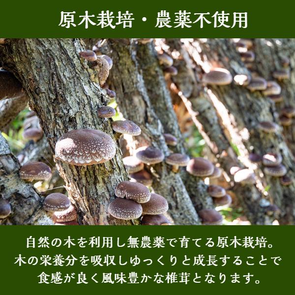 干し椎茸 国産 しいたけ粉末 100g×3袋入り 原木栽培 無農薬 無添加 出汁 だし しいたけ シイタケ 椎茸 パウダー 粉末 粉