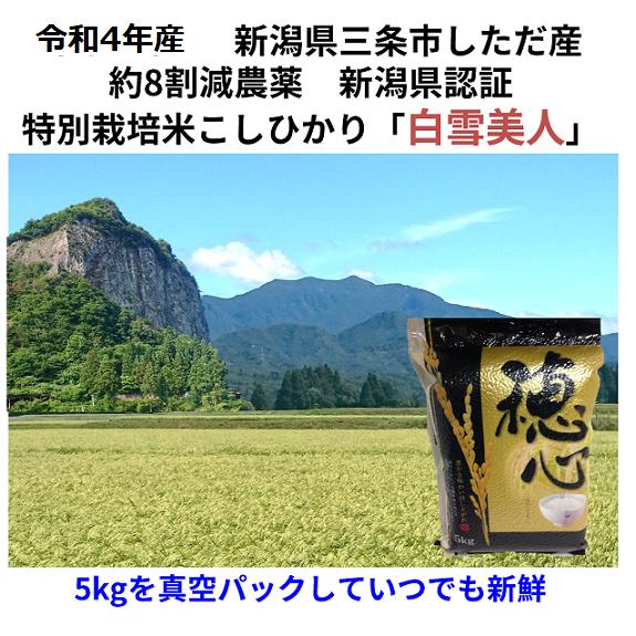 令和5年産新米　減農薬　新潟こしひかり白米５kg（真空パック）　新潟県三条市旧しただ村産　新潟県認証　特別栽培米100%　白雪美人　偽装も混米も無し