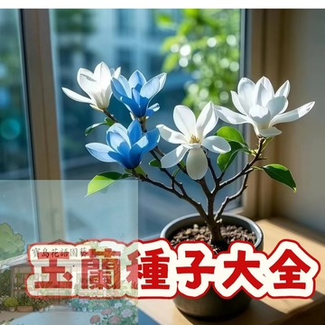 隔日達-（玉蘭種子大全）濃香型矮化玉蘭花觀賞  室內庭院  懶人易種植  今年新籽 發芽率高   #食用花種子
