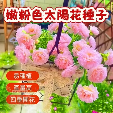 🌹 嫩粉色太陽花種子  四季種植 稀有重瓣 四季播種松葉牡丹易活開花不斷室內外陽臺種植 觀賞花卉種子 超低價
