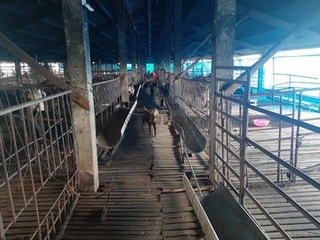 阿蓮復安合法畜牧場有水電有房買地送屋農地｜高雄市阿蓮區九鬮段