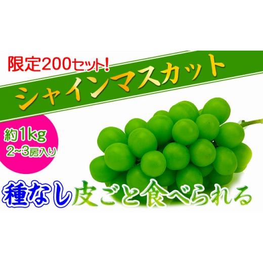 ふるさと納税 香川県 坂出市 《2024年発送》特秀品シャインマスカット1kgの詰め合わせ