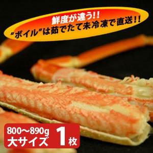 松葉ガニ（松葉がに）800〜890g（大サイズ）×1枚 日本海産 未冷凍 お歳暮ギフト 送料無料（北海道・沖縄を除く）