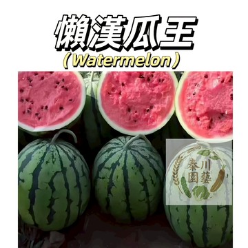 台灣現貨（懶漢瓜王種子XG-4）果實大且品質佳~口感是沙、脆、多汁，甜度高~新手易種@水果種子西瓜種子