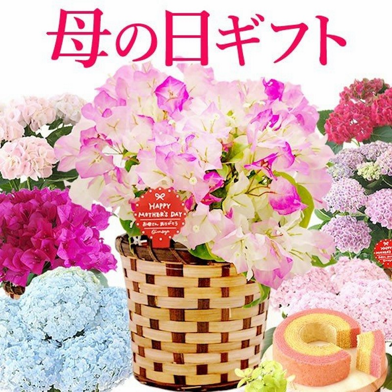 母の日 22 ギフト あじさい 花 スイーツ プレゼント カーネーション 以外 花とスイーツ ギフトランキング 紫陽花 アジサイ 鉢植え お菓子 60代 70代 80代 通販 Lineポイント最大0 5 Get Lineショッピング