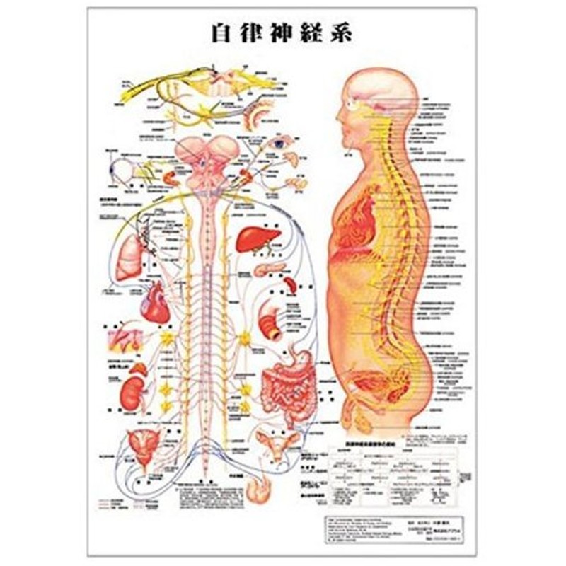 自律神経系 デスクサイズプラスチック版 ポスター 人体チャート 医学チャート 人体ポスター 人体解剖図 人体図 プラスチック版 通販 Lineポイント最大0 5 Get Lineショッピング