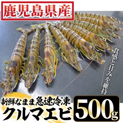 鹿児島県産!冷凍クルマエビ 500g 10尾(25g 尾)×2袋でお届け!!