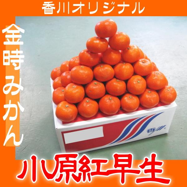 ご予約 香川オリジナル 金時みかん 濃厚で高糖度 小原紅早生 5kg