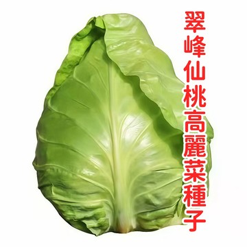 【翠峰高麗菜種子】高山平地皆可種植 仙桃高麗菜 包心菜 甘藍 玻璃菜種子 台灣現貨 家庭園藝 自種蔬菜 農作好幫手