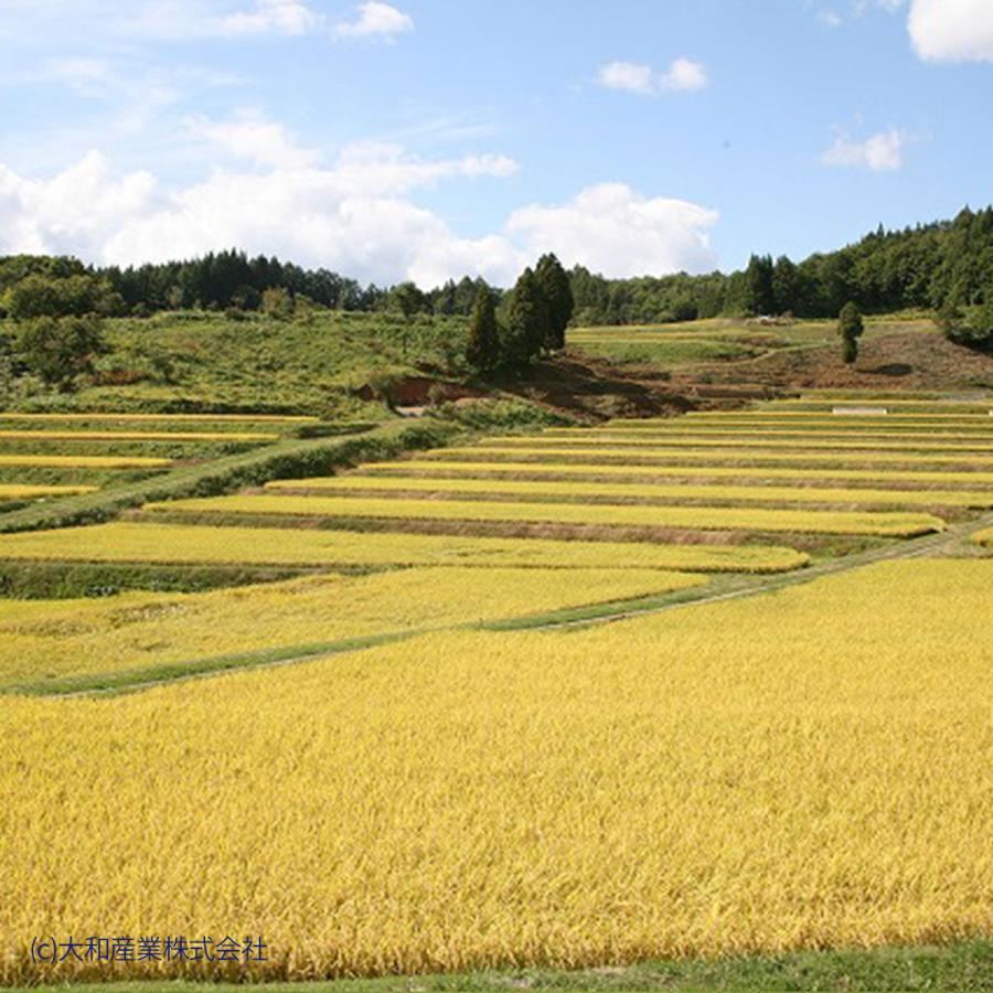 米 お米 20kg あきたこまち 秋田県産 白米 5kg×4 令和5年産