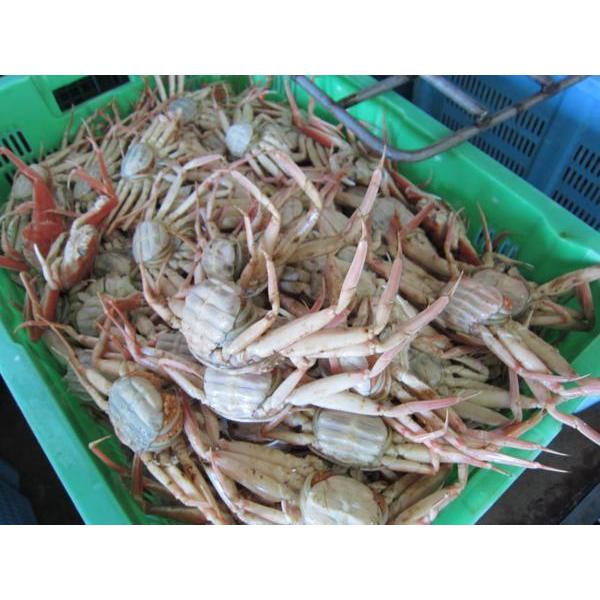 「浜茹でセコ特選-1kg」足折れ品、松葉蟹の子持ち雌■山陰境港、直送！！松葉ガニ