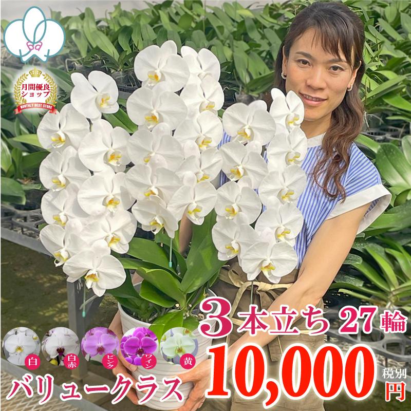 全商品品質保証！】胡蝶蘭 お祝い お供え 3本立ち10000円 選べる5色