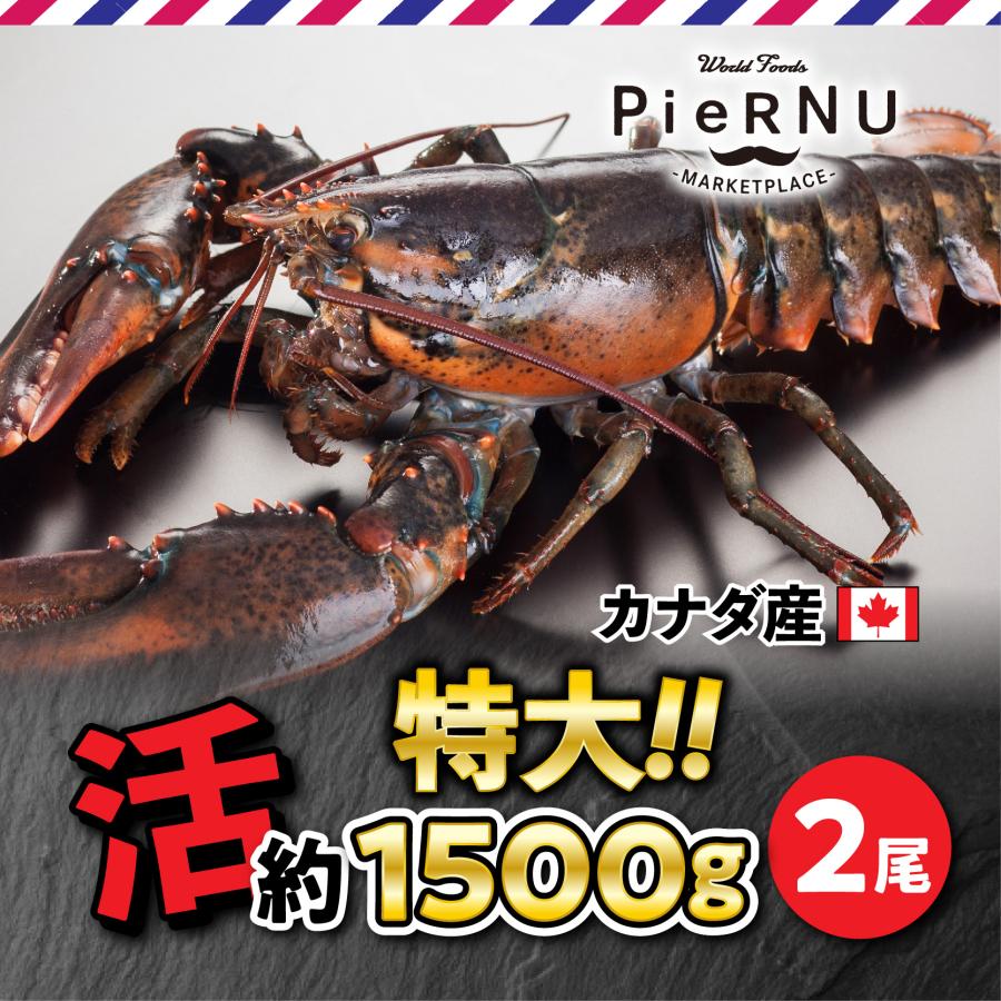 活オマール海老（カナダ産）特大　2尾(約1500g×2）