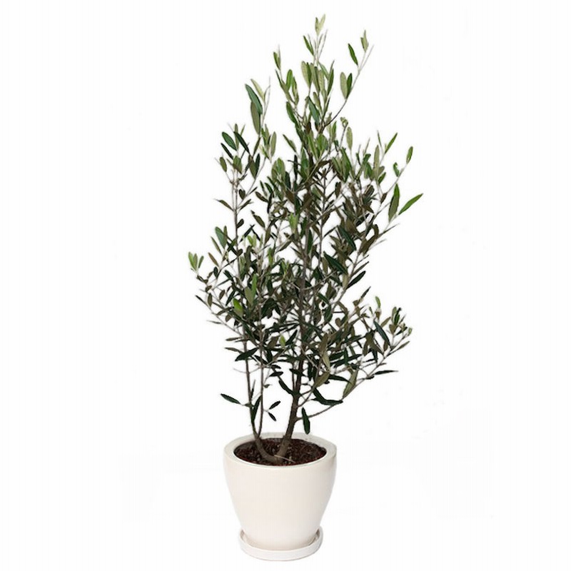 観葉植物 オリーブ8号 陶器鉢 インテリアグリーン おしゃれ 室内 通販 Lineポイント最大10 0 Get Lineショッピング