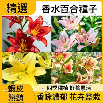 現貨 蝦皮熱銷 精選香水百合種子（250粒） 濃香百合花種子 四季花種子 植物種子 好養易活  盆栽室內花 花卉盆栽種子