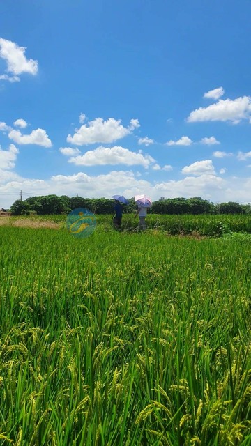 大園市區旁都計農｜桃園市大園區田心