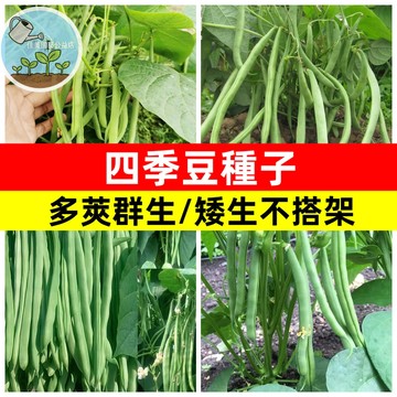 盆栽OK！矮生四季豆種子 無蔓菜豆 免搭架 陽台可種 快收成 家庭農場 自種蔬菜 台灣現貨 生機飲食 居家綠化 開花觀賞