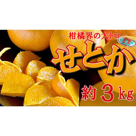 ふるさと納税 柑橘界の大トロ！せとか　約3kg 香川県丸亀市