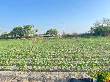鹽水番子厝✱1.4分大面寬✱保值農地｜台南市鹽水區番子厝段