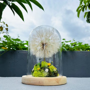 山丘上的蒲公英樹 魔法森林 魔法樹 永生花 綠野仙蹤