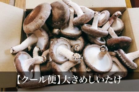 湯布院産 生しいたけ  大きめ1.5kg｜栽培期間農薬不使用