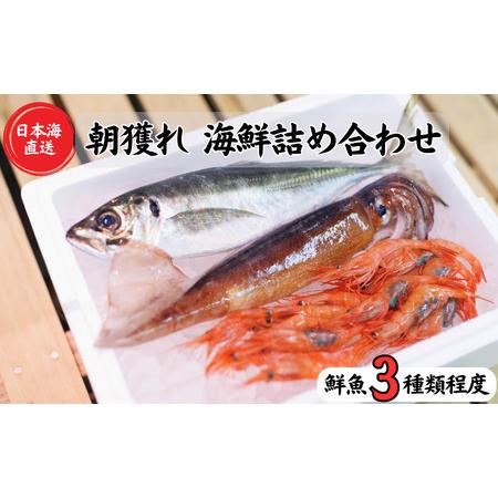 ふるさと納税 日本海直送 旬の鮮魚詰め合せ鮮魚ボックス 魚のプロが選んだ厳選魚 新潟 糸魚川 能生漁港から朝獲れ新鮮な魚を.. 新潟県糸魚川市