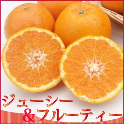 12月14日前後入荷　愛媛産 はれひめ 5kg