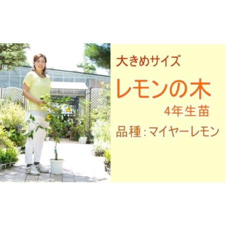 ふるさと納税 鉢植え レモンの木 4年生 苗 1本 大きめサイズ 配送不可 北海道 沖縄 離島 福岡県朝倉市