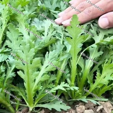現貨 茼蒿種子（500粒）四季高產 不挑土壤 適應力強 生長勢快 再生能力強 冬蒿 皇帝菜 易種植 高產陽台盆栽蔬菜種籽