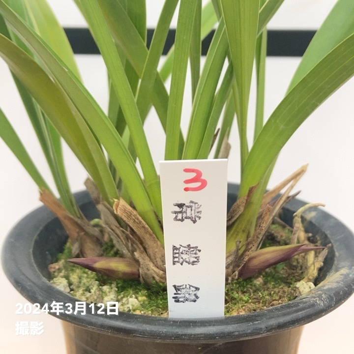 花芽4個以上＞キンリョウヘン 4号（日月 ジツゲツ）｜ミツバチ蘭