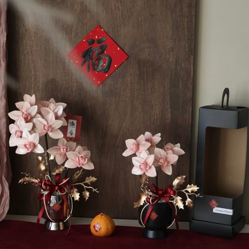 典雅粉索拉蝴蝶蘭盆花 擴香花 開幕盆花 居家擺設 送禮 喬遷