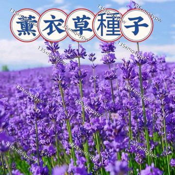 💥蝦皮熱銷薰衣草種子 (500粒）觀賞花海種子  英國玫瑰薰衣草種子 進口普羅旺斯種子 盆栽花卉種子 超高發芽