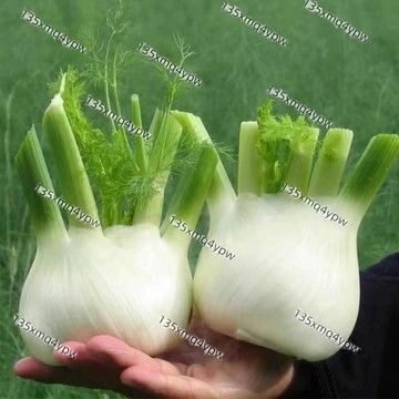 現貨 球莖茴香種子（250粒）小茴香種子 割茬茴香種子 四季茴香 大田盆栽香料 香菜調味料陽台盆栽 蔬菜種子 多年生