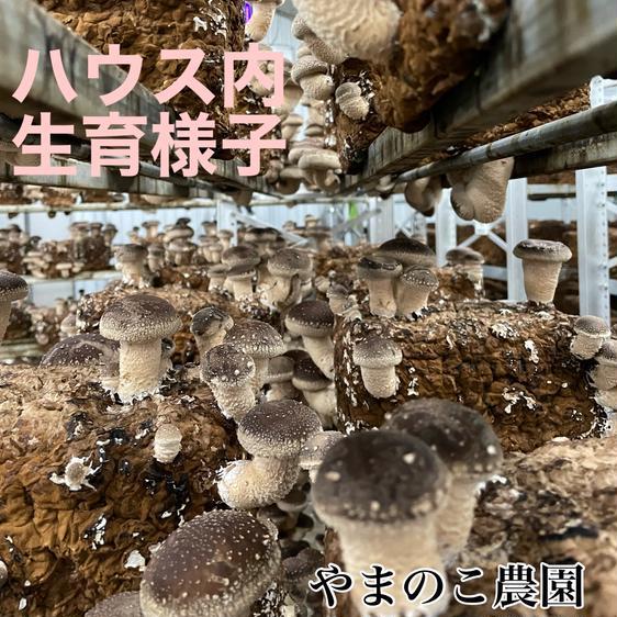 野菜 きのこ 徳島県産　200本に1本しか収穫できない特選しいたけ　クール 産地直送